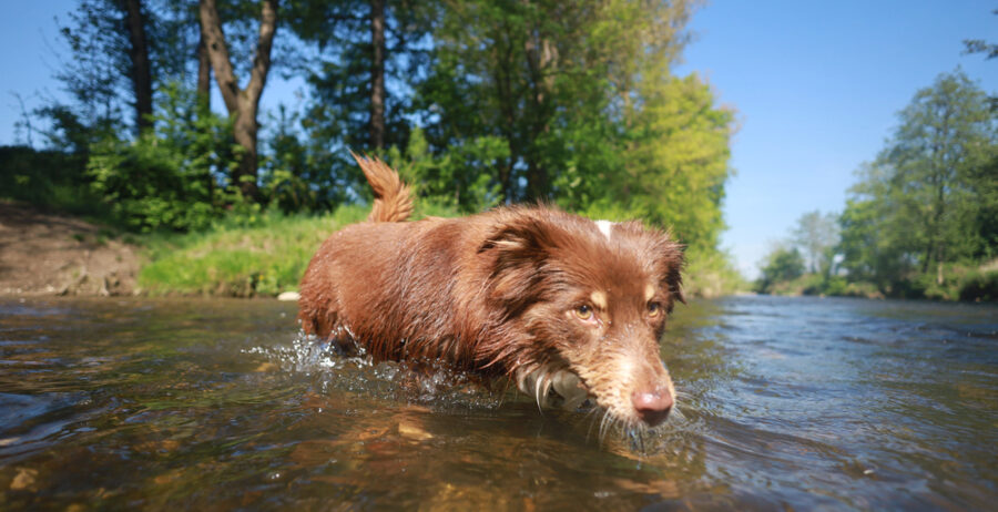 Hund in der Lahn Hund in der Lahn