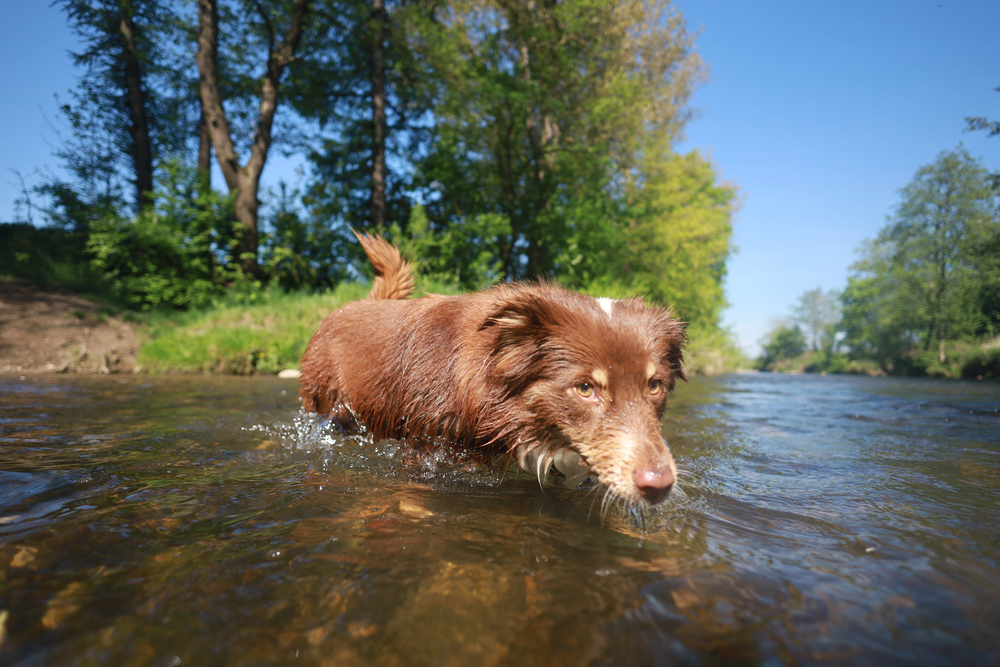 Hund in der Lahn
